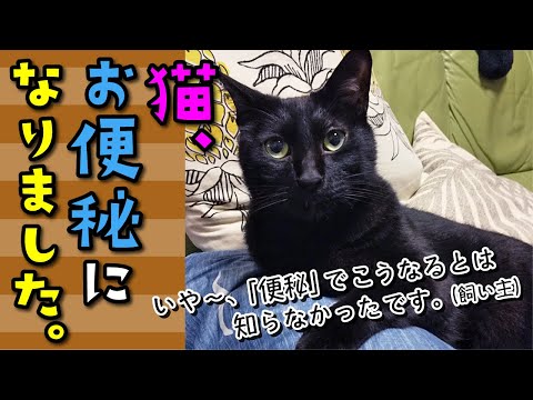 Top 9 猫 便秘 サプリ Thư Viện Hỏi đap