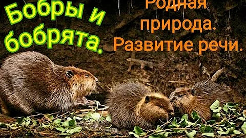 Бобры и бобрята. Родная природа. Познаем мир. Развиваем речь. .Beavers  You Tube