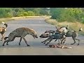 Battle Between Wild Dogs and Spotted Hyenas