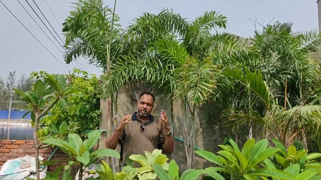 Foxtail Palm। Palm Plants Nursery in Bangladesh।