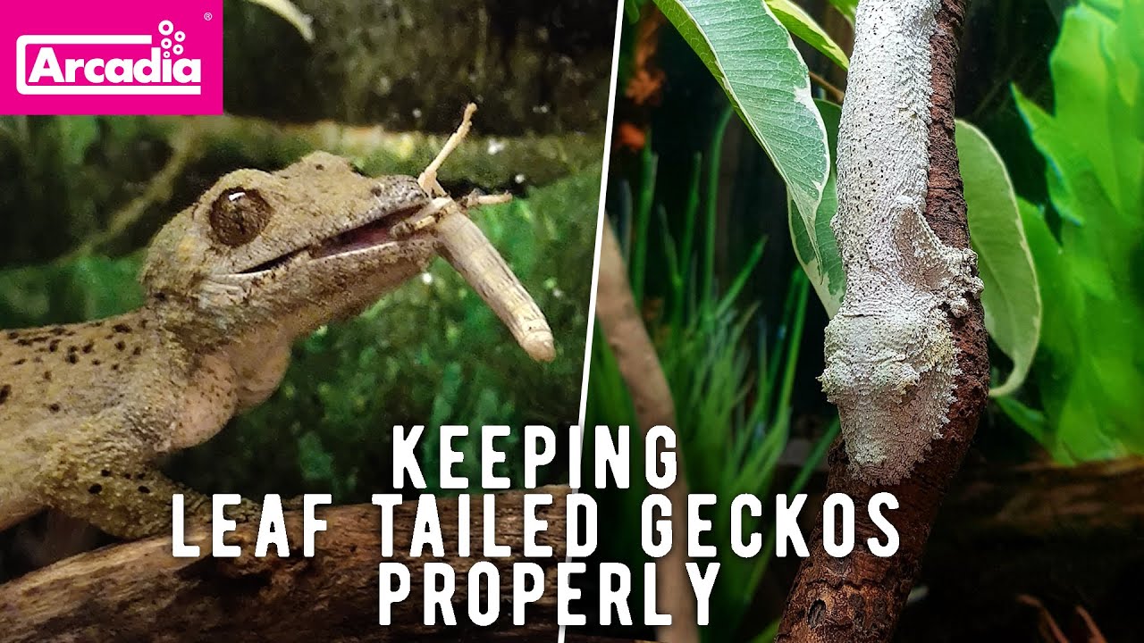 Madagascar's MASTERS Of DISGUISE. Leaf-Tailed Geckos And How to Keep Them Properly.