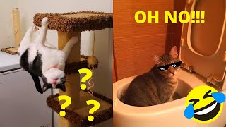 YOU WILL DEFINITELY LAUGH A LOT 😹 ❤️- FUNNY AND CUTE CATS I Funny Pets 🐶😸