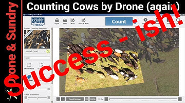 Counting cows with a drone, success