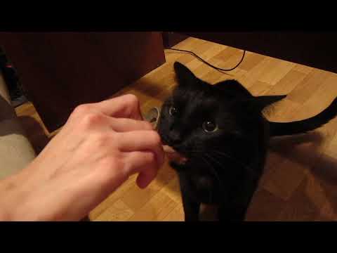 So Effin Cray! CAT vs KFC