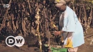 Gambia: Protecting mangroves using old oyster shells | DW English screenshot 4