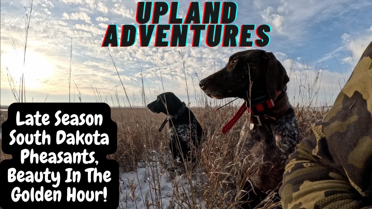 Late Season South Dakota Pheasants, Beauty In The Golden Hour