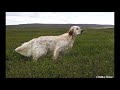 English setter iceland