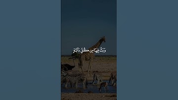 #اسلام_صبحي #تلاوة_خاشعة #حالات_واتس #ناصر_القطامي #ياسر_الدوسري #اللهم_صل_على_محمد #ادريس_ابكر