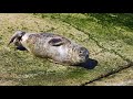 Stranded seal starts to ham it up ;)