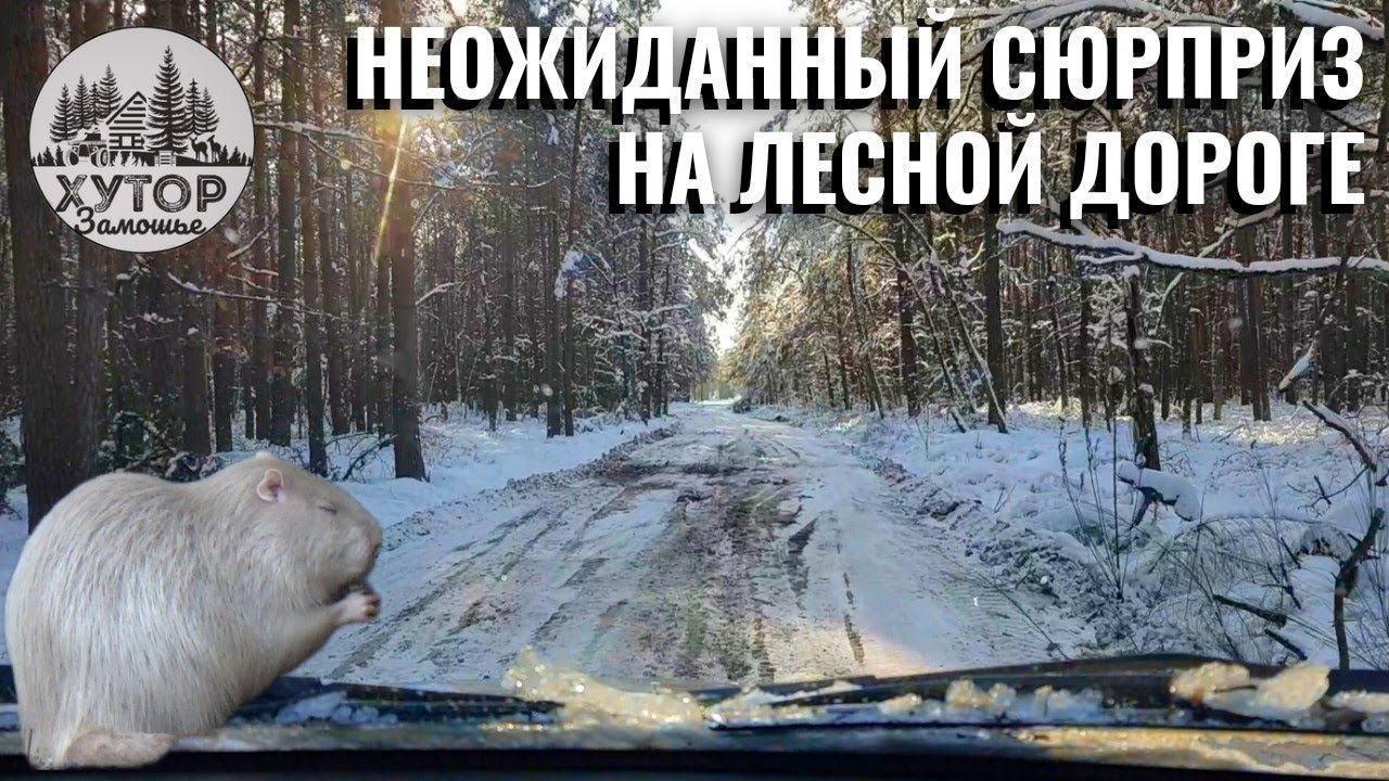 ИСТОРИИ ПРО ХУТОР В ЛЕСУ,ТЕХНИКУ И ПАСЕКУ. НЕОЖИДАННЫЙ СЮРПРИЗ НА ...