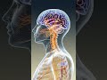 Respiratory System X-ray Vertical Video | Human Lung Animation Concept