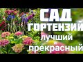 Лучший САД ГОРТЕНЗИЙ💐В МИР КРАСОТЫ с нами по ПУТИ .