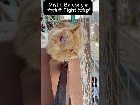 Mohaale Ki Fight Cat Fighting Funny Catlovers Ytshorts Shorts