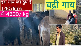 Badri cattle farm at Nariyal gaon , Champawat | इस गाय का दूध और घी है बहुत ही चमत्कारिक | badri cow