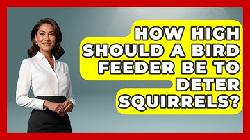 How High Should A Bird Feeder Be To Deter Squirrels? - Bird Watching Diaries