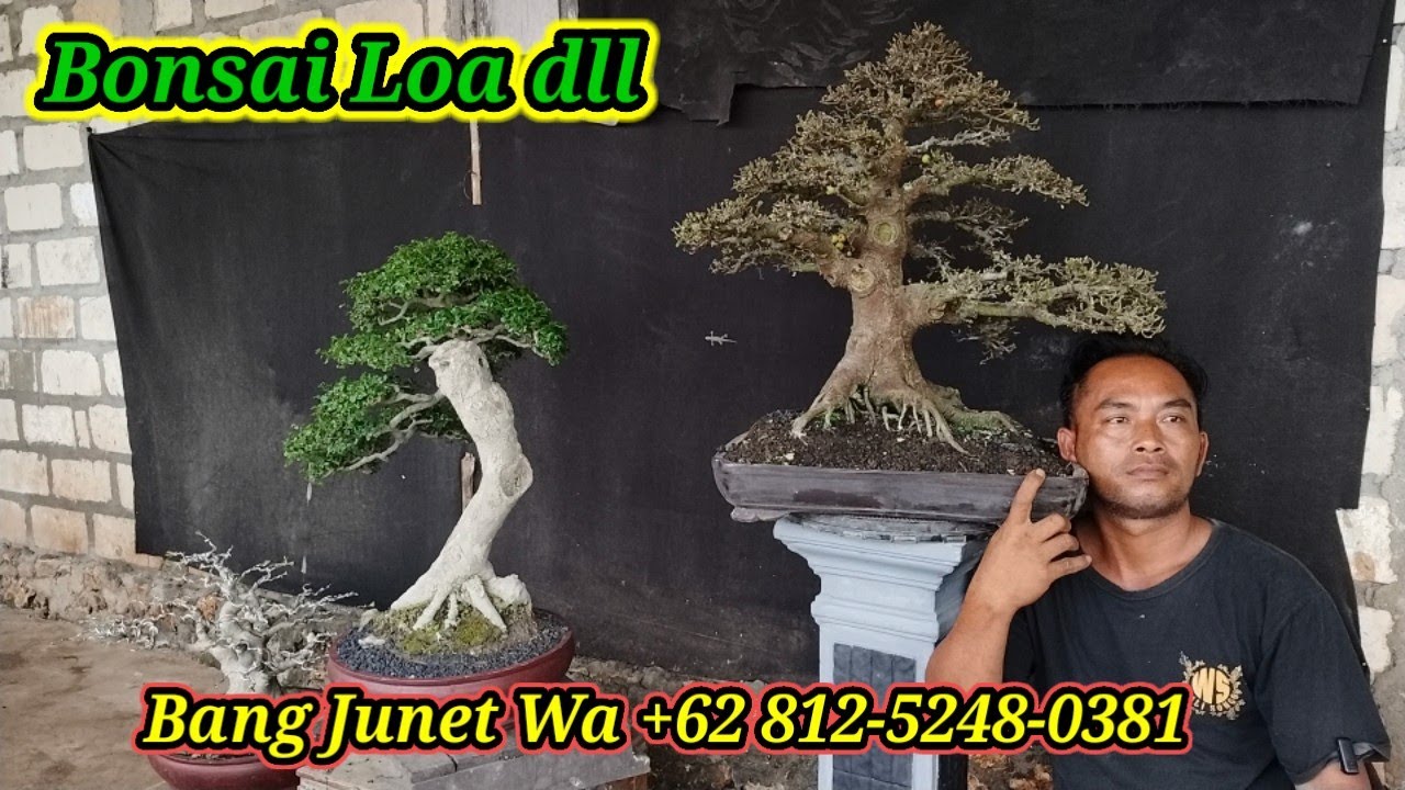 Cek harga bonsai Los dll koleksi Bang Junet WA +62 812-5248-0381