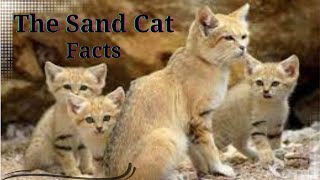 Sand Cat Facts - Diet and Habits