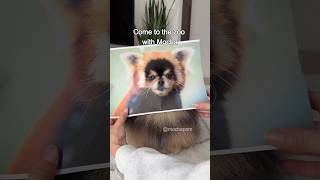 My dog as different animals 🦁🐯 #dog #pomeranian
