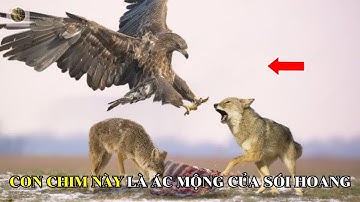 🔥 Đại Bàng Vàng – Sát Thủ Săn Mồi Tấn Công Cả Sói Hoang! | Top World Animal