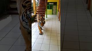 Luar Biasaharimau Ini Jadi Peliharaan Sekolah muhammadiyah smpmuhammadiyah sekolahmuhammadiyah