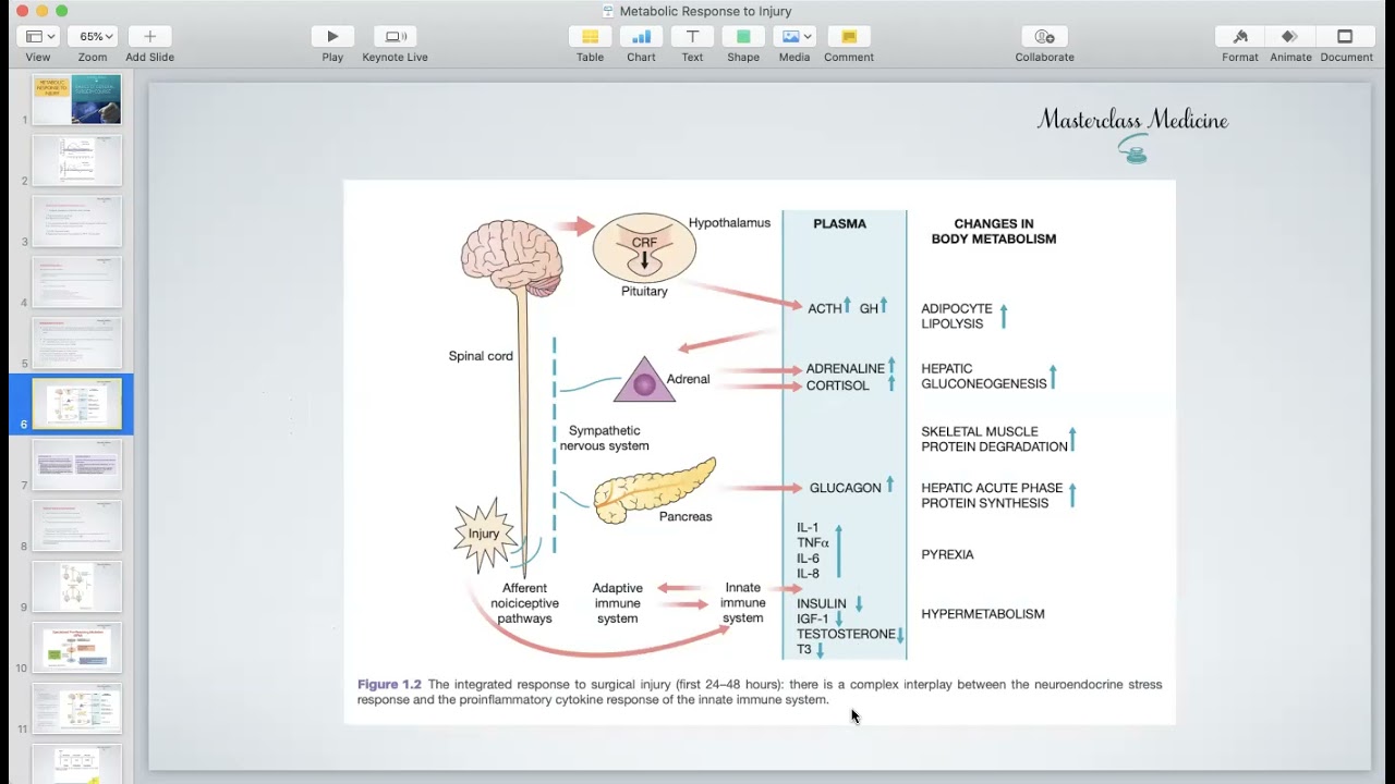 Metabolic Response to Injury - General Surgery Course (3rd Stage)