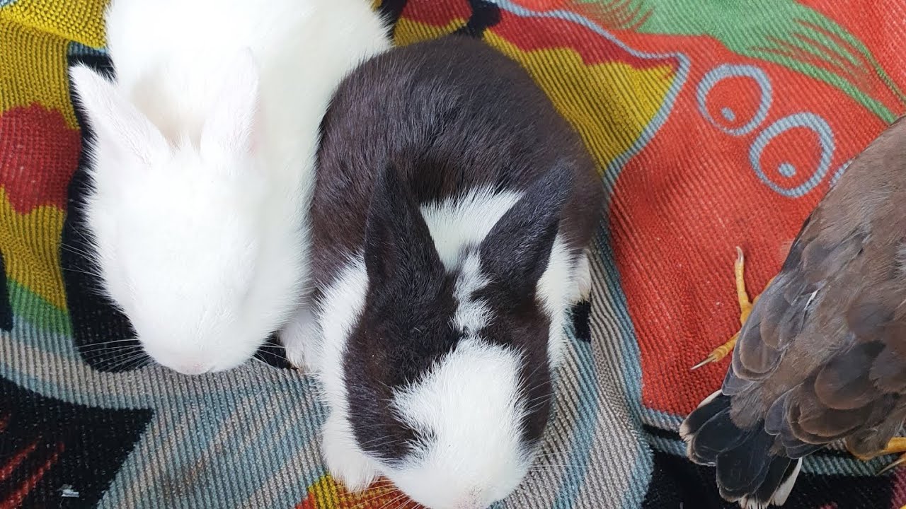 The baby rabbit runs and plays with the glass lizard. - YouTube