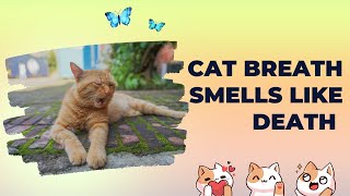 Cat Breath Smells Like Death: Reasons & Tips