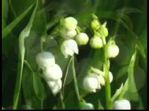 Hoa Linh Lan Muguet Lily of the valley - YouTube