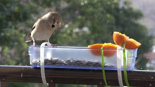 ついに寝室の窓辺の餌台に野鳥たちを呼び寄せた