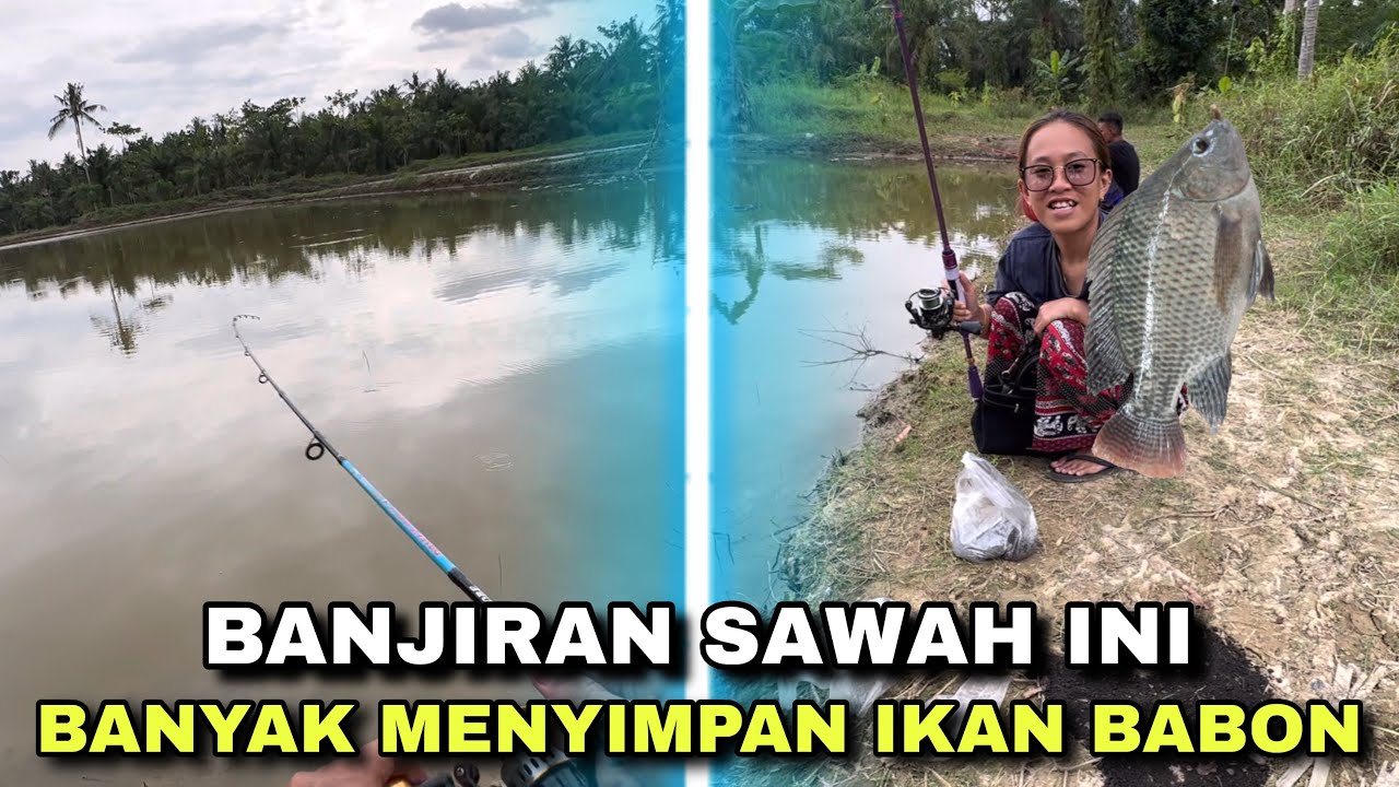 ISINYA LUAR BIASA! Gak Nyangka Banjiran Sawah Ini Penuh Ikan Babon Kelaparan