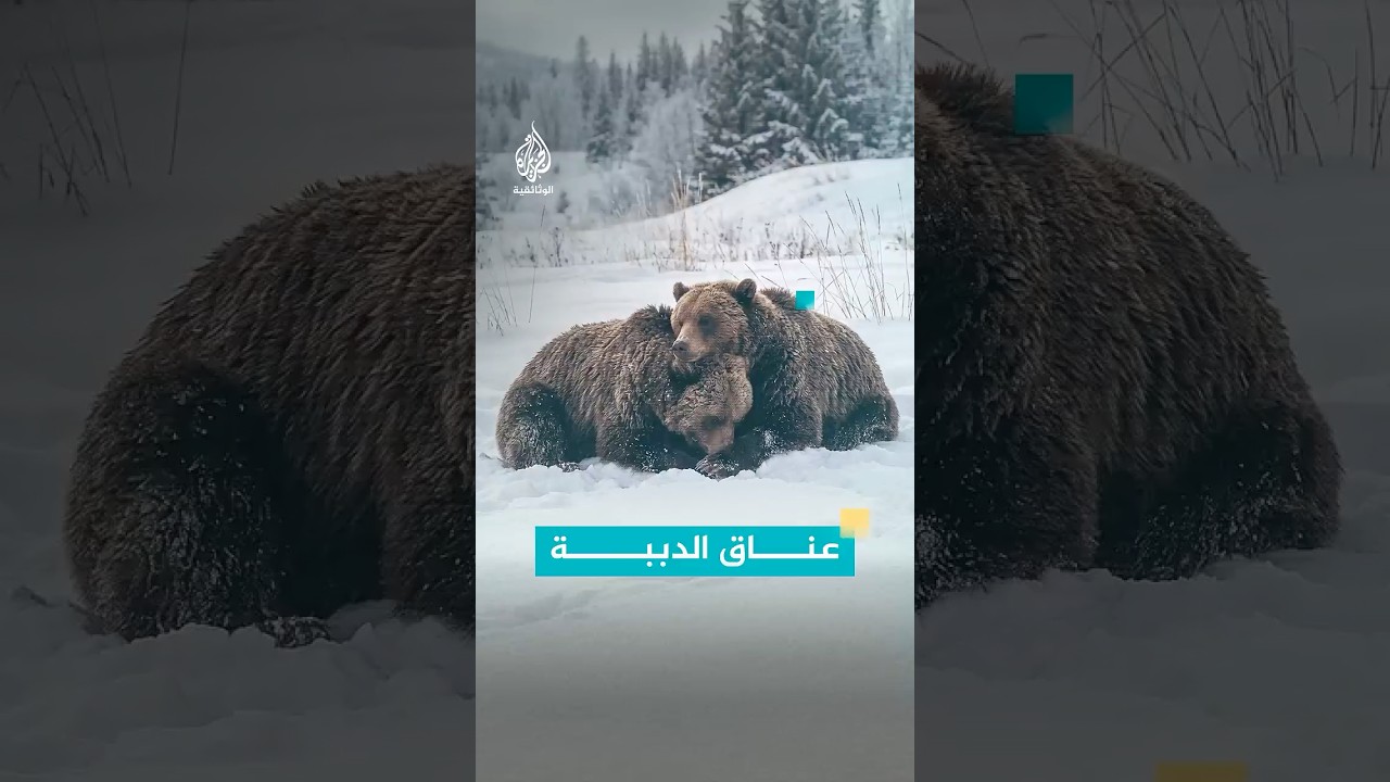 الدببة تعانق بعضها طلبا للراحة وعندما تشعر بالخوف