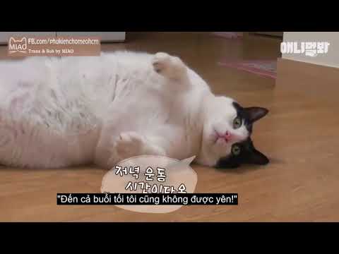 Video: Mèo Có Thể Giảm Cân Bằng Máy Cho Ăn Chậm Không?