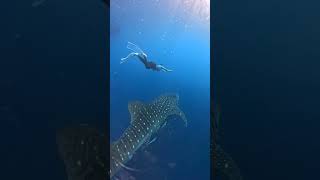 WHALE SHARK TOUR AND TRAVEL TRANSIT 2