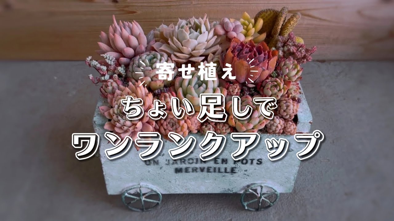 ちょい足しでワンランクアップさせる寄せ植え直し | 多肉植物 | エケベリア | セダム | ガーデニング