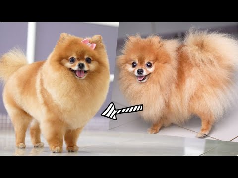 POMERANIAN - FIRST GROOMING HAIRCUT WITH SCISSOR