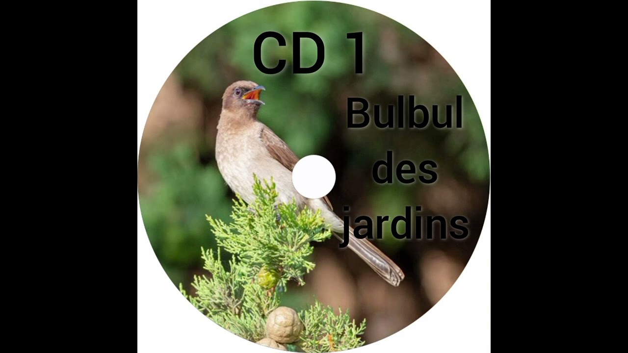 شريط 1 لتلقين طائر البلبل المغربي