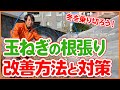 家庭菜園や農園の玉ねぎ栽培で玉ねぎの根張り改善方法と対策!冬を乗り切る玉ねぎの育て方を徹底解説!/Tips for growing onions taught by Japanese farmers.