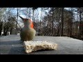 Red Bellied woodpecker eating homemade suet in HD