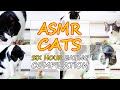 Six hour  asmr cats eating compilation  curry sugar meow