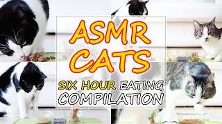 [SIX HOUR]  ASMR Cats Eating Compilation | Curry Sugar Meow