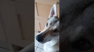 Skye Siberian Husky and Tala Czechoslovakian Vlcak Wolfdog getting their pudding!