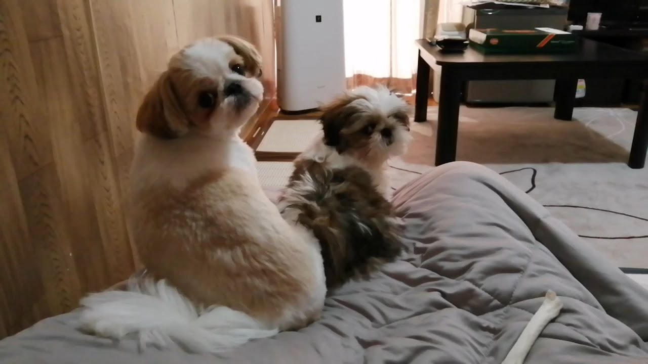 お迎えした子犬と先住犬 4週間の奮闘記【シーズー】 YouTube