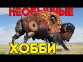 САМЫЕ СТРАННЫЕ И НЕОБЫЧНЫЕ ХОББИ В МИРЕ !