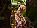 ocelot ( jaguar mini )#animals #wildlife #shorts #reels
