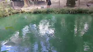 fishing mania ambyar || mancing diempang sama mbak cantik