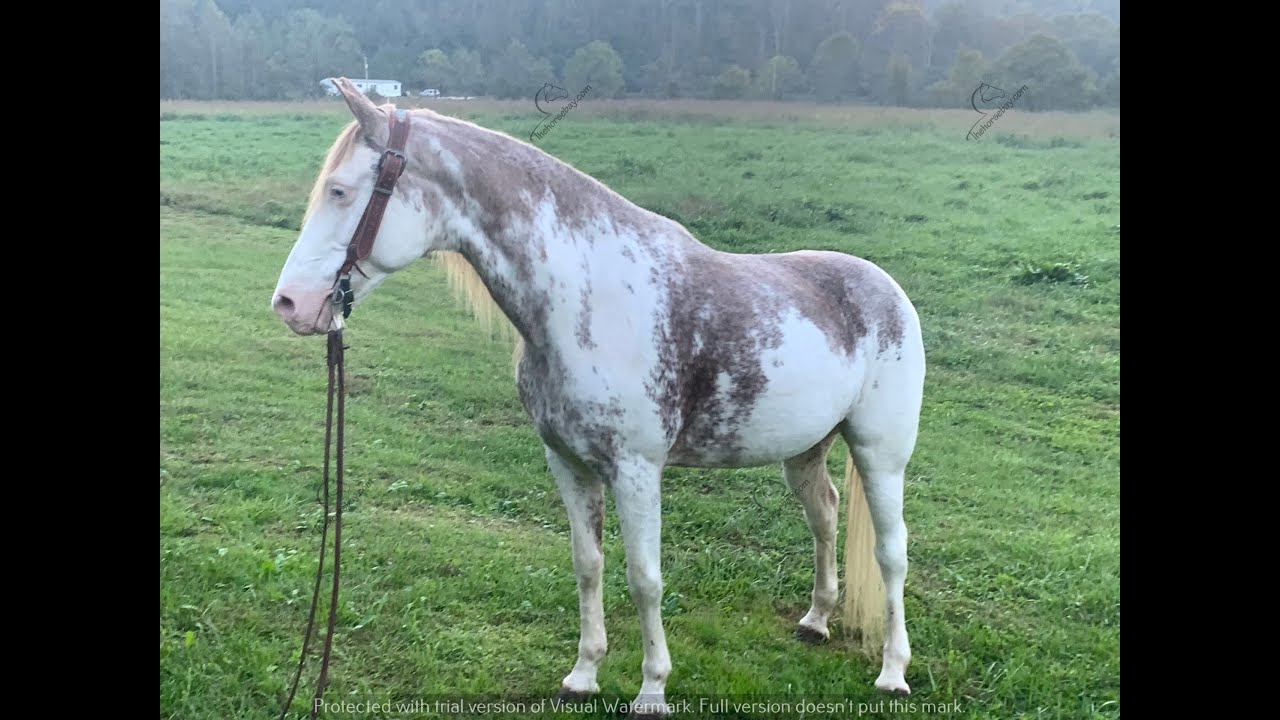 Kentucky Mountain Horse For Sale YouTube