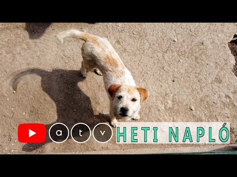 Videó: Mi az a kutyarózsa – Hol nőnek a kutyarózsák?