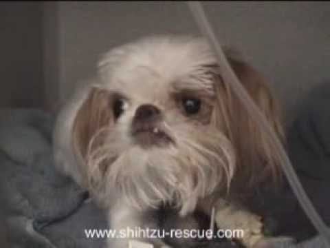 tiny shih tzu hit by car