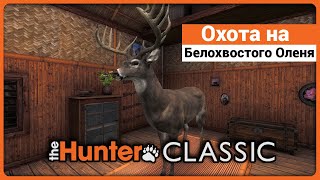 Охота на Белохвостых Оленей в theHunter Classic !