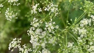 Poison hemlock in Ohio: Here's how to spot the plant, prevent contact